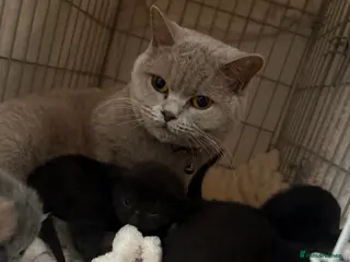 British Shorthair cats British shorthair kittens 🩷💙 - Advert 11