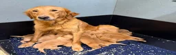 Golden Retriever dogs for sale: Lovely little boy - Advert 2