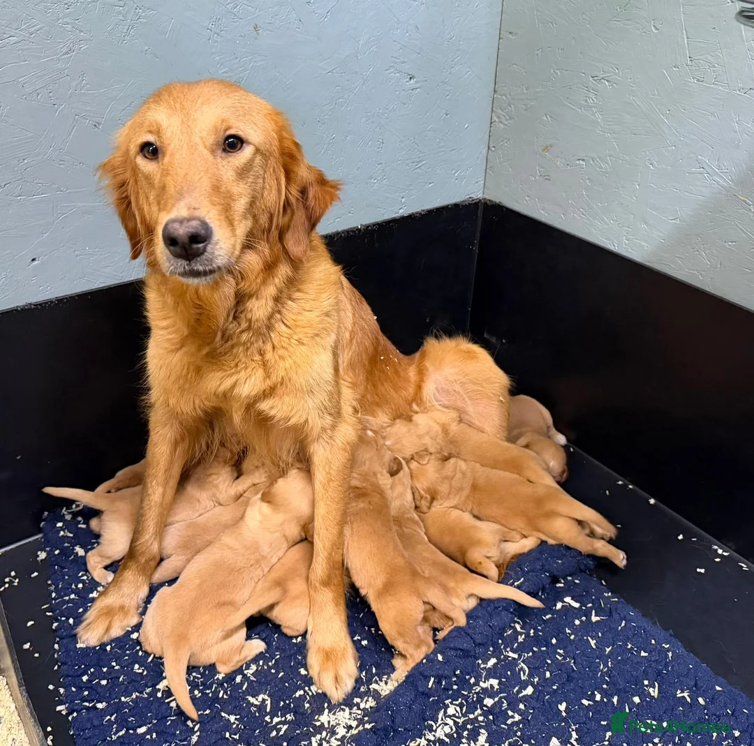 Golden Retriever dogs for sale: Lovely little boy - Advert 2