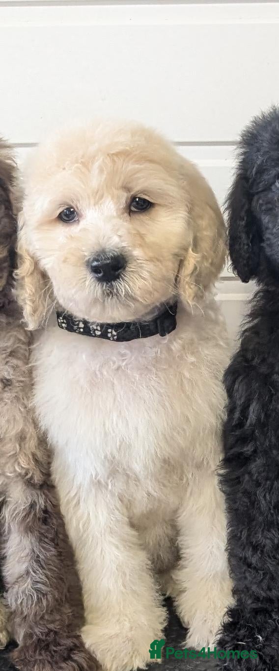 Goldendoodle dogs Unique goldendoodle puppies  - Advert 9