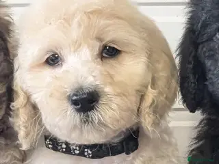 Goldendoodle dogs Unique goldendoodle puppies - Advert 9
