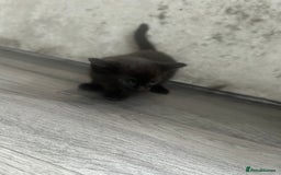 Mixed Breed cats for sale: British short hair female kittens  - Image 4