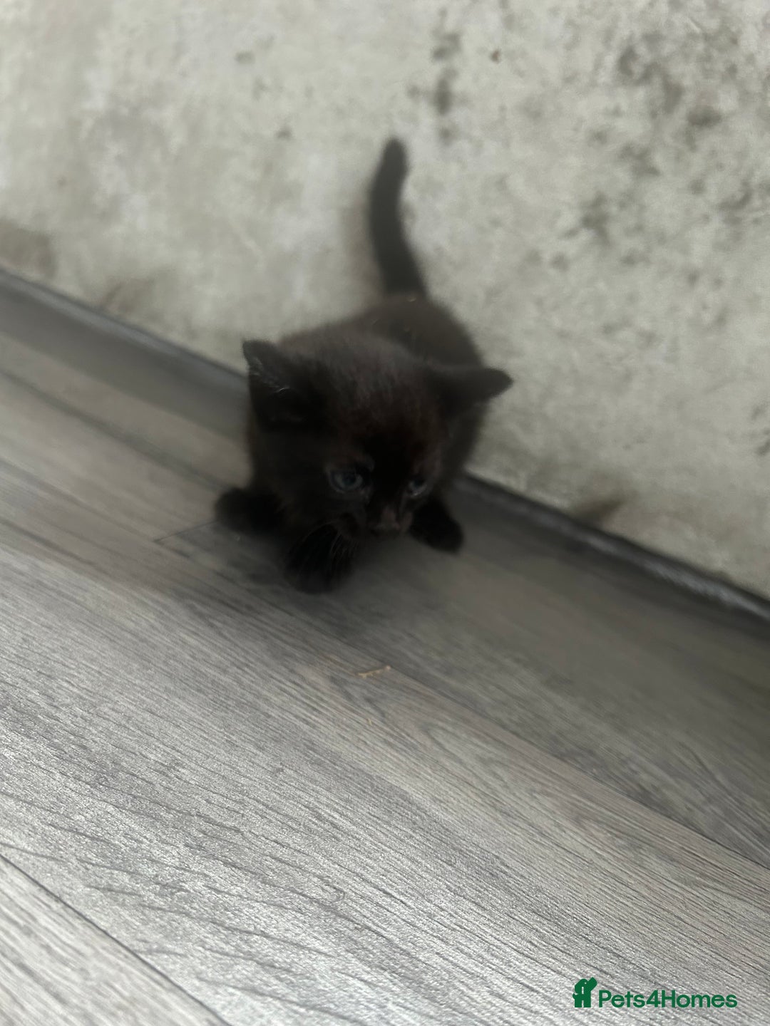 Mixed Breed cats for sale: British short hair female kittens  - Image 4