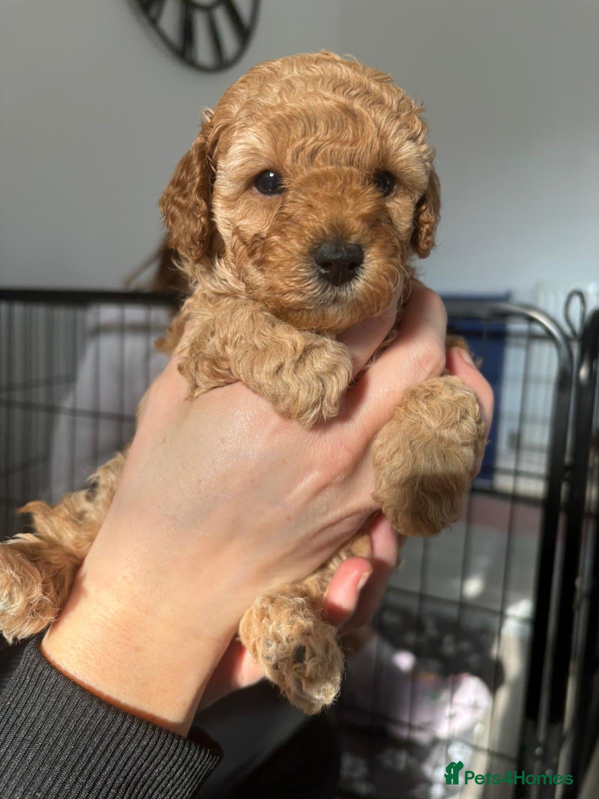 Toy Poodle dogs Beautiful Toy Poodles - Ready to reserve now - Advert 1