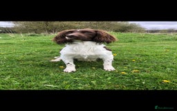 English Springer Spaniel dogs for sale: Stunning KC Reg Springer Spaniel Puppies For Sale - Image 13