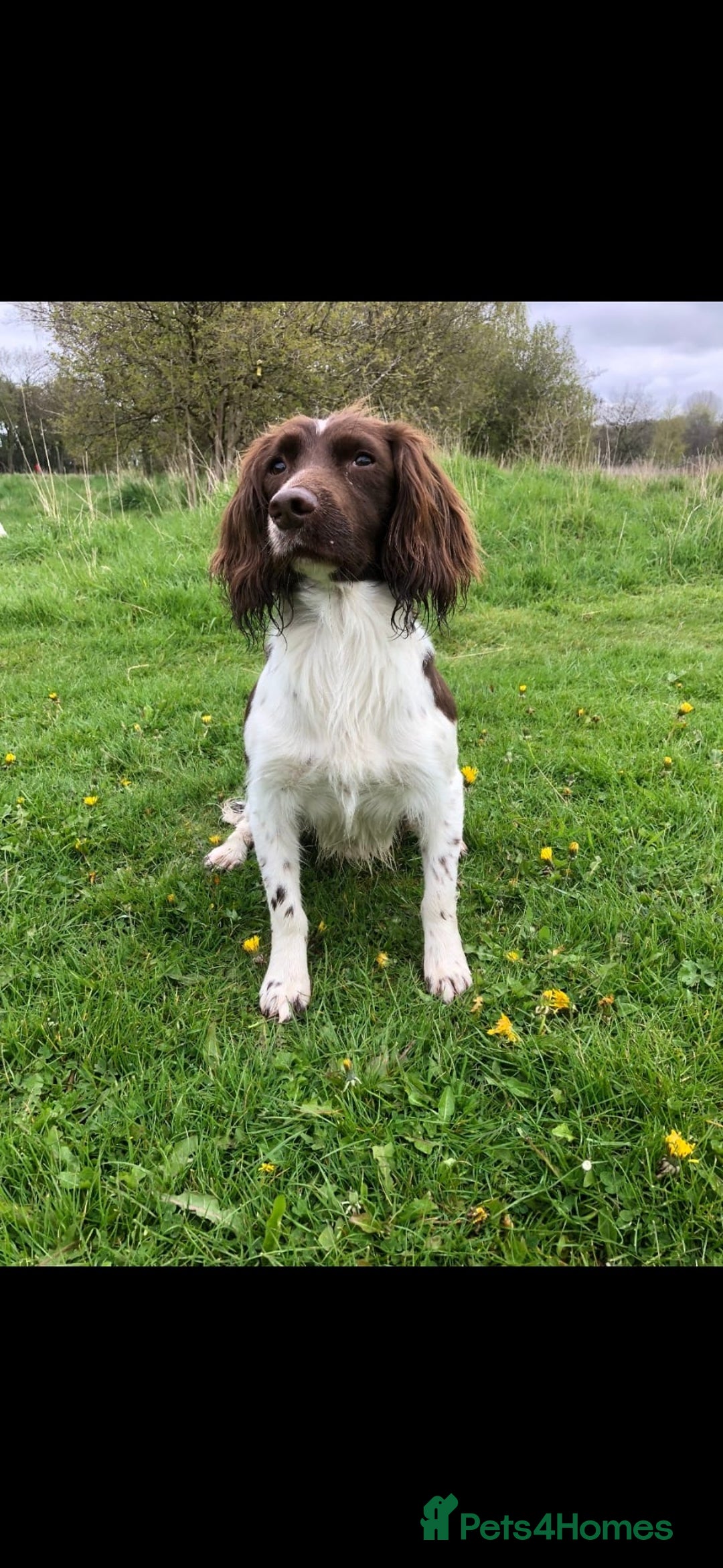 English Springer Spaniel dogs for sale: Stunning KC Reg Springer Spaniel Puppies For Sale - Image 13