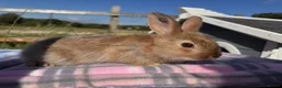 Rex rabbits for sale: Baby Pedigree mini Rex - vaccinated  - Advert 6