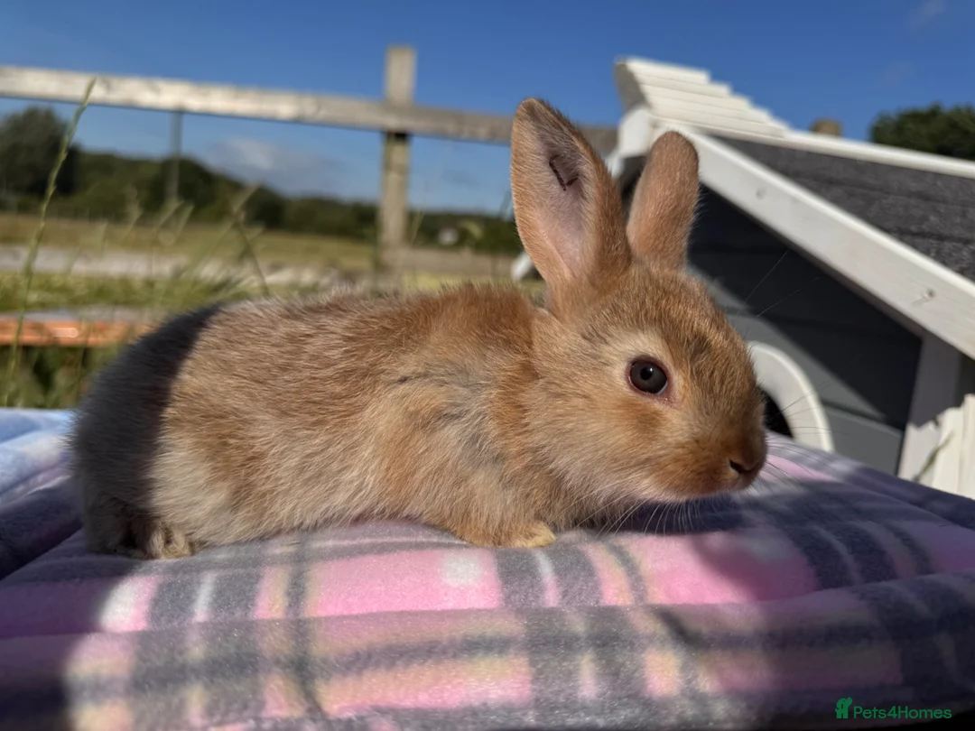 Rex rabbits for sale: Baby Pedigree mini Rex - vaccinated  - Advert 6