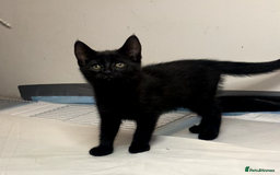 European cats for sale: Four Gorgeous Kittens Looking for Forever Homes - Image 1