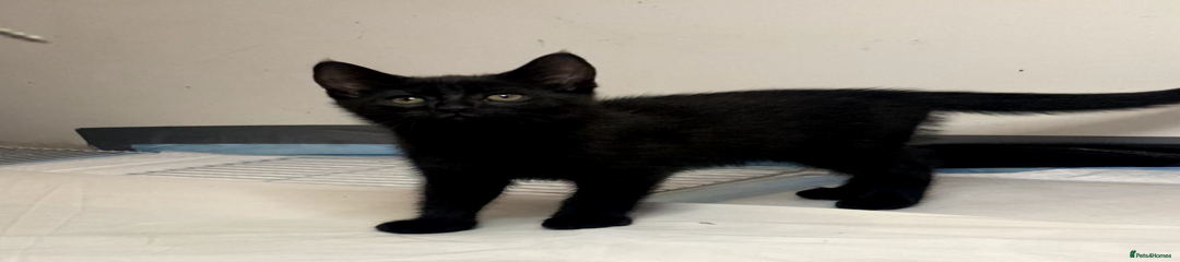 Luna (Black Kitten #1) – The Confident Adventurer