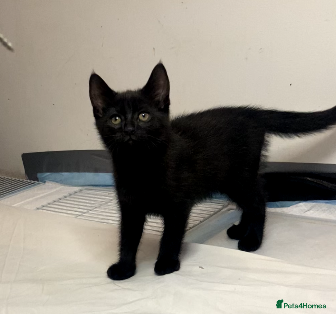 European cats for sale: Four Gorgeous Kittens Looking for Forever Homes - Image 1