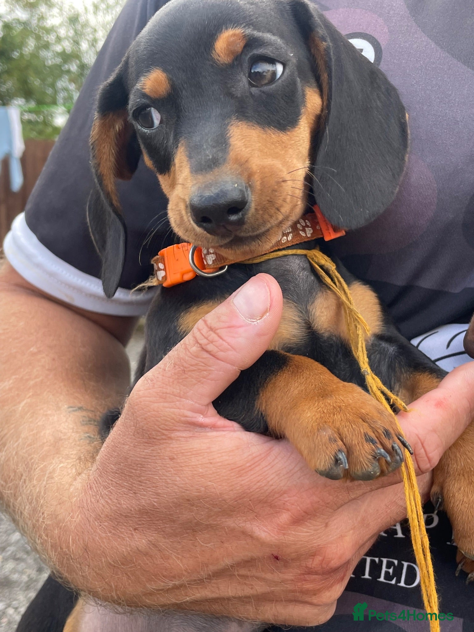 Miniature Dachshund dogs Miniature Dachshund Pups ready to leave 🐶  - Advert 7