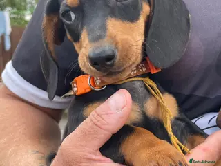 Miniature Dachshund dogs Miniature Dachshund Pups ready to leave 🐶 - Advert 7