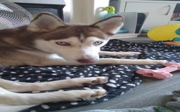 Siberian Husky dogs for sale: Female siberian husky - Advert 8