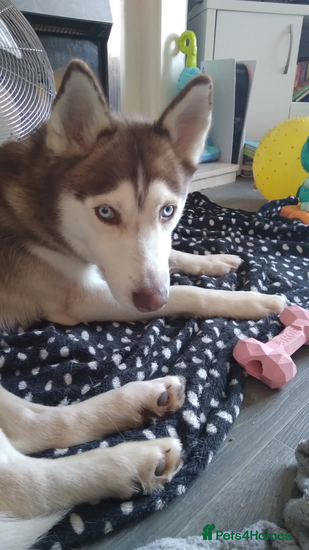 Siberian Husky dogs for sale: Female siberian husky - Advert 8