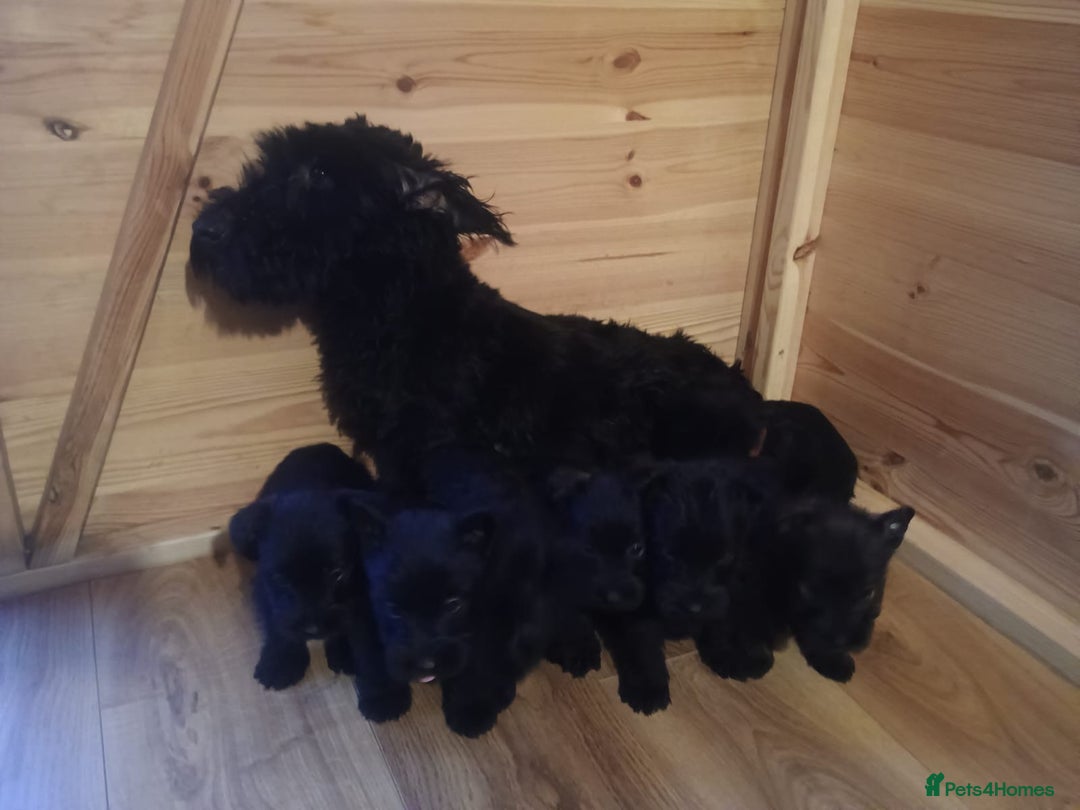 Mixed Breed dogs for sale: Scottish terrier x miniature schnauzer  - Advert 10