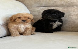 Cockapoo dogs for sale: F1 cockapoo puppies PRA TESTED - Image 5