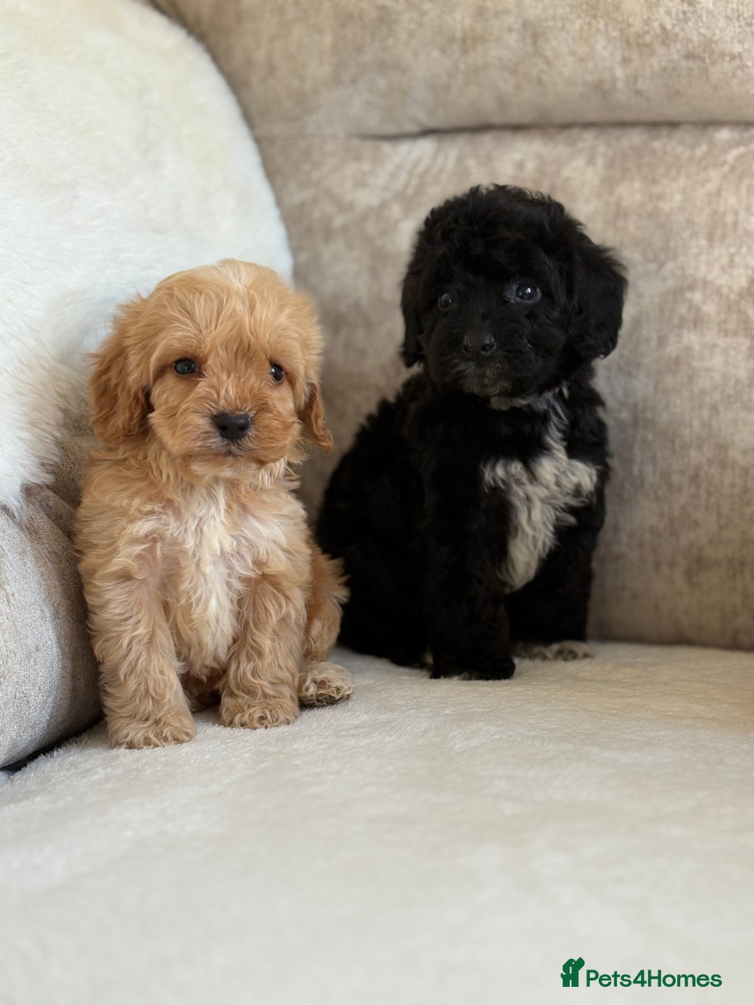 Cockapoo dogs for sale: F1 cockapoo puppies PRA TESTED - Image 5