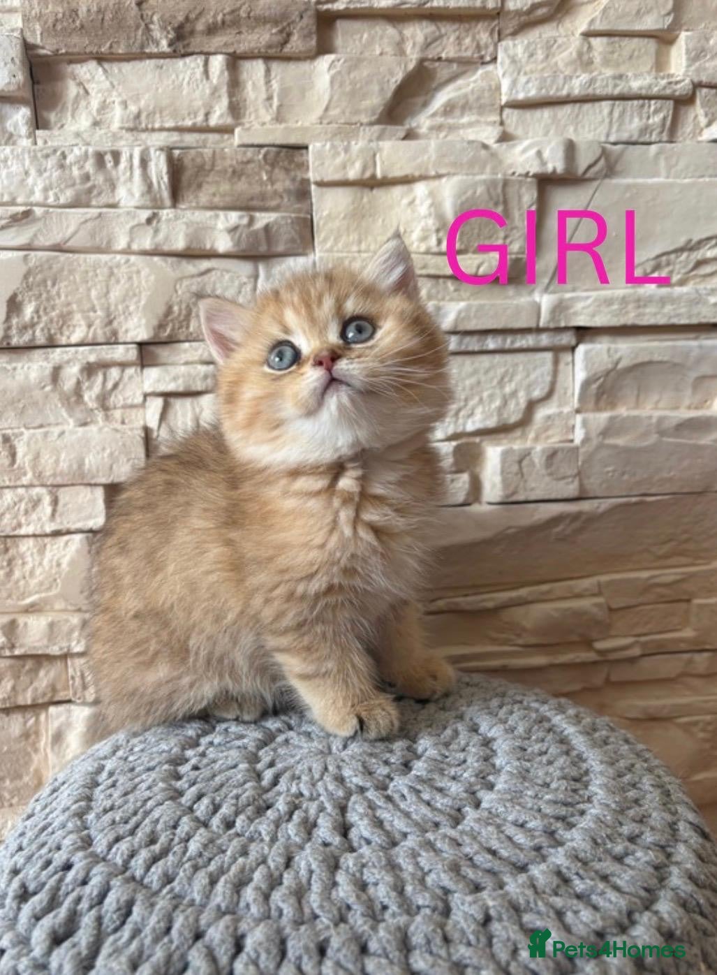 British Shorthair cats GOLDEN BSH KITTENS AVAILABLE FOR RESERVATION - Advert 2
