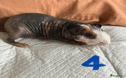 Guinea Pig rodents for sale: Well handled skinny pigs.  - Image 8