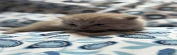 British Shorthair cats for sale: Pedigree British Blue/ Lilac Kittens - Advert 35