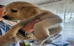 Golden Retriever dogs for sale: Golden Retriever puppies - Last Girls - Image 17