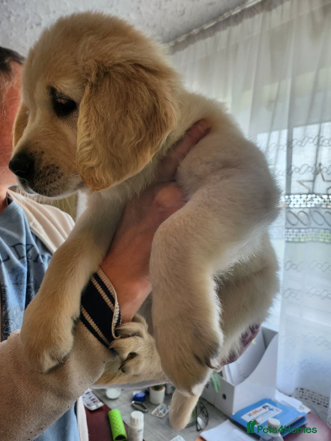 Golden Retriever dogs for sale: Golden Retriever puppies - Last Girls - Image 17