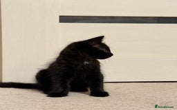 Mixed Breed cats for sale: Two gorgeous kittens looking for a loving home  - Image 9
