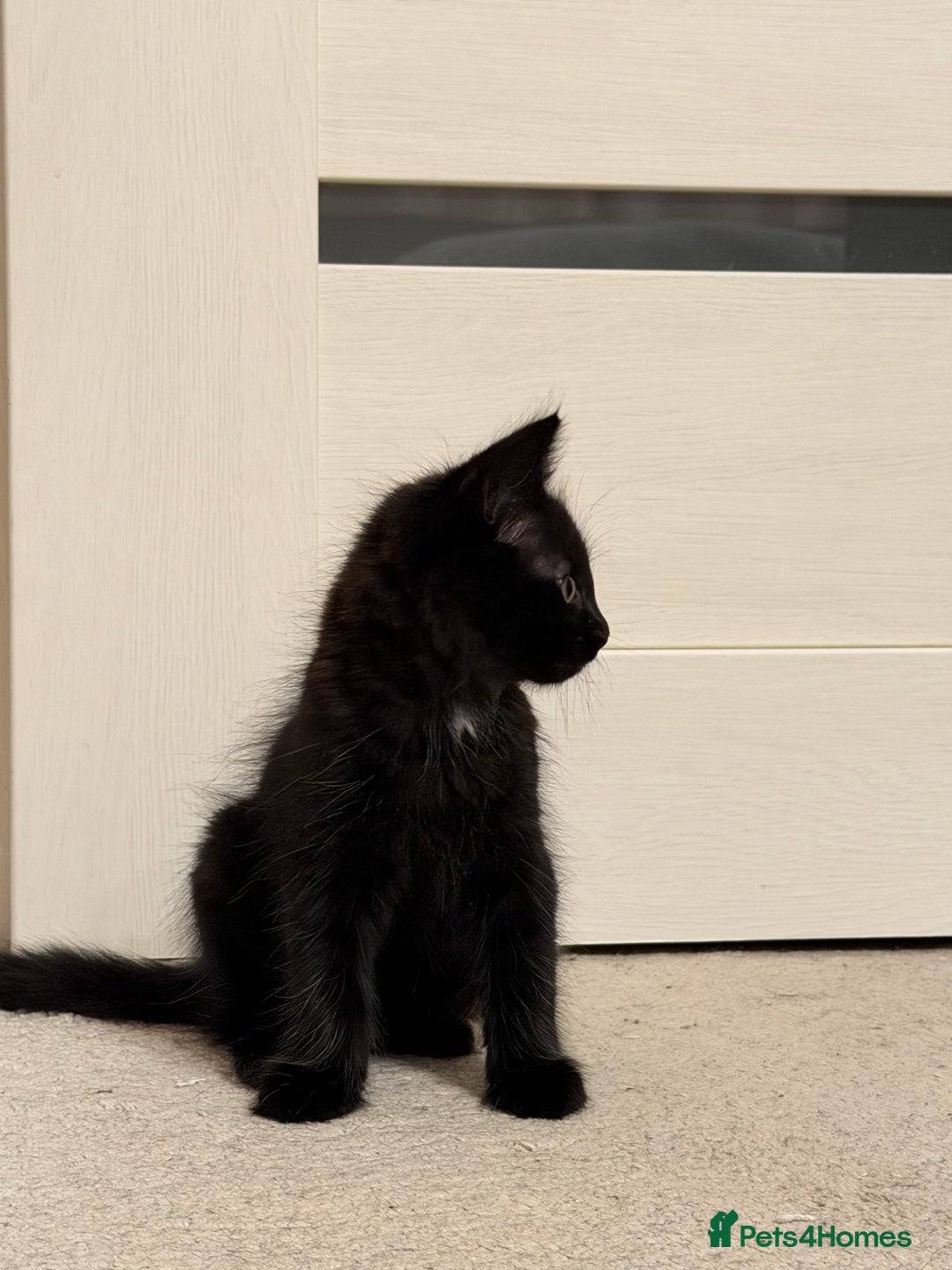 Mixed Breed cats for sale: Two gorgeous kittens looking for a loving home  - Image 9