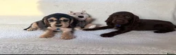 Cocker Spaniel dogs for sale: Show type cocker spaniels in Ipswich - Advert 12