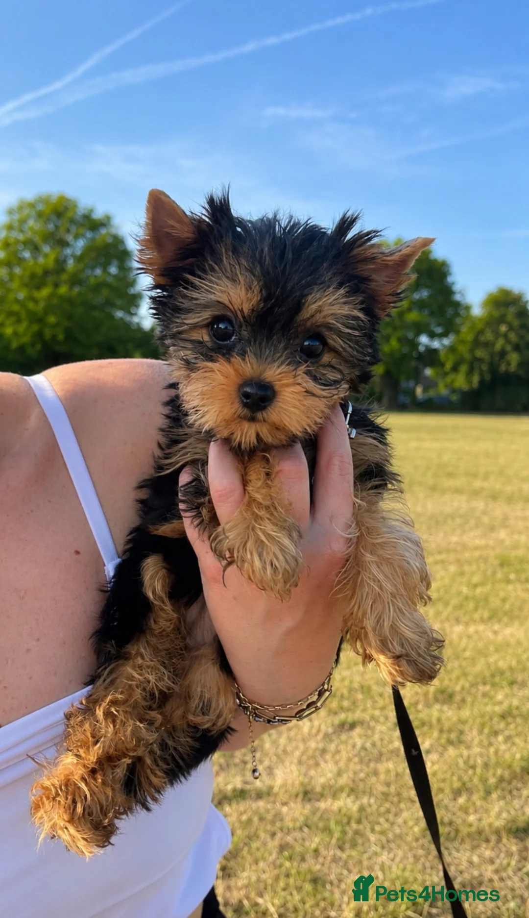 Yorkshire Terrier dogs for sale: Yorkshire Terrier Puppies - Advert 2