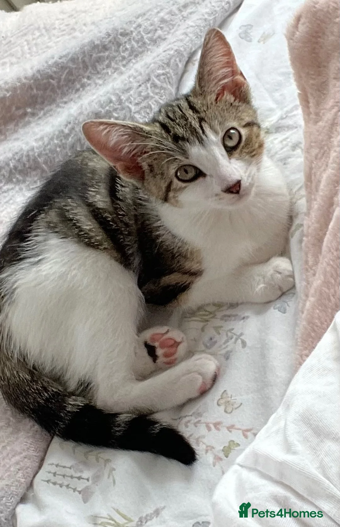 Domestic Shorthair cats for sale: Domestic shorthair kitten. in Wirral - Advert 3
