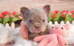French Bulldog dogs for sale: Kc registered new shade french bulldogs - Image 8
