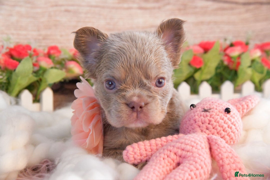 French Bulldog dogs for sale: Kc registered new shade french bulldogs - Image 8