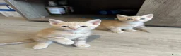Mixed Breed cats for sale:     She is a domestic shorthair cat with blue eyes - Advert 1