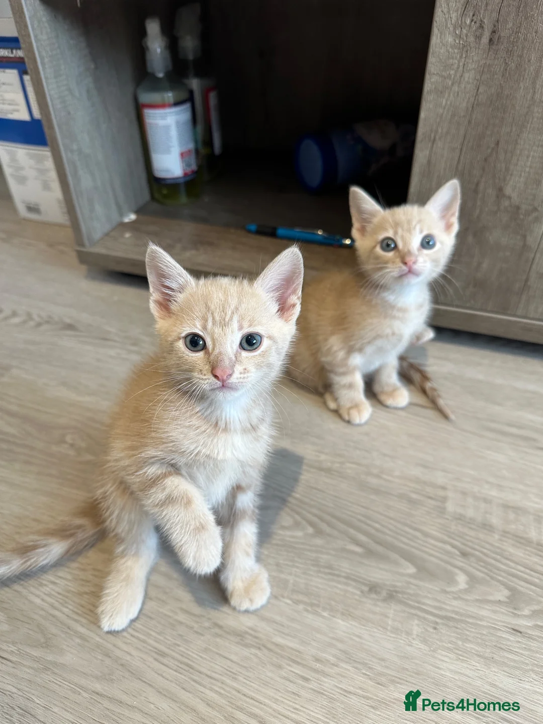 Mixed Breed cats for sale:     She is a domestic shorthair cat with blue eyes - Advert 1