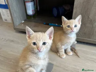 Mixed Breed cats She is a domestic shorthair cat with blue eyes - Advert 2