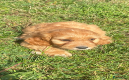 Cockapoo dogs for sale: Cockapoo puppies for sale - Image 2