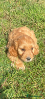 Cockapoo dogs - Advert 7