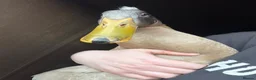 Ducks poultry for sale: Runner drake  - Advert 1