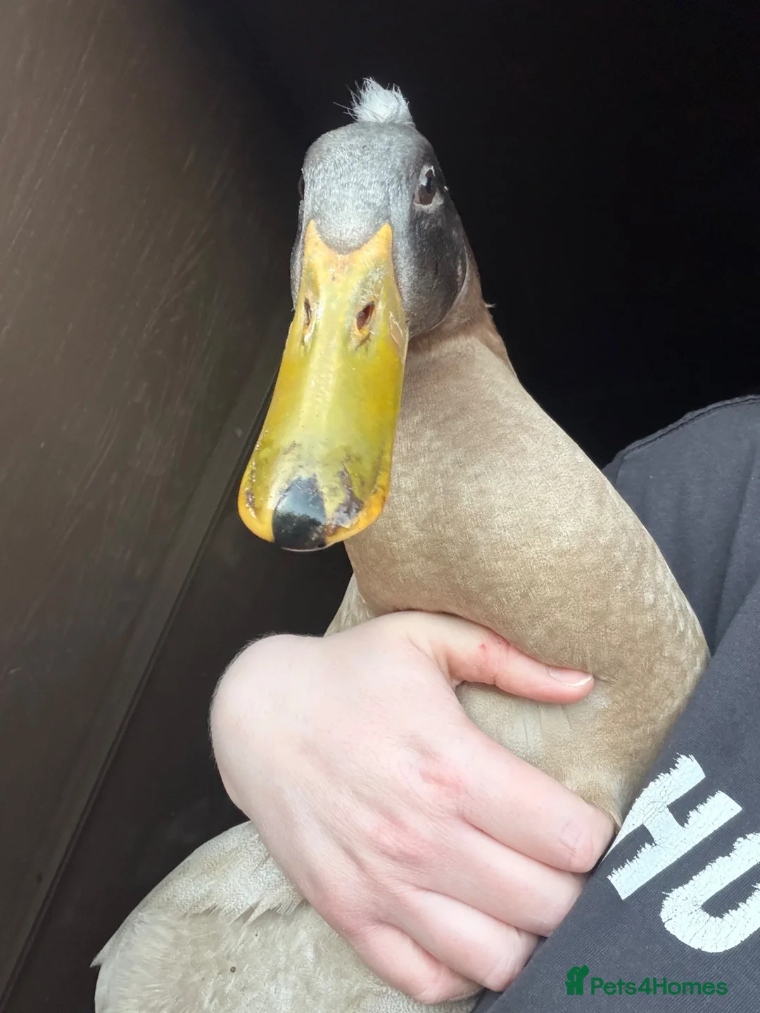 Ducks poultry for sale: Runner drake  - Advert 1
