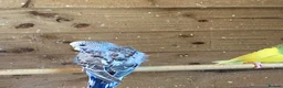Budgerigars birds for sale: Baby budgies  - Advert 6