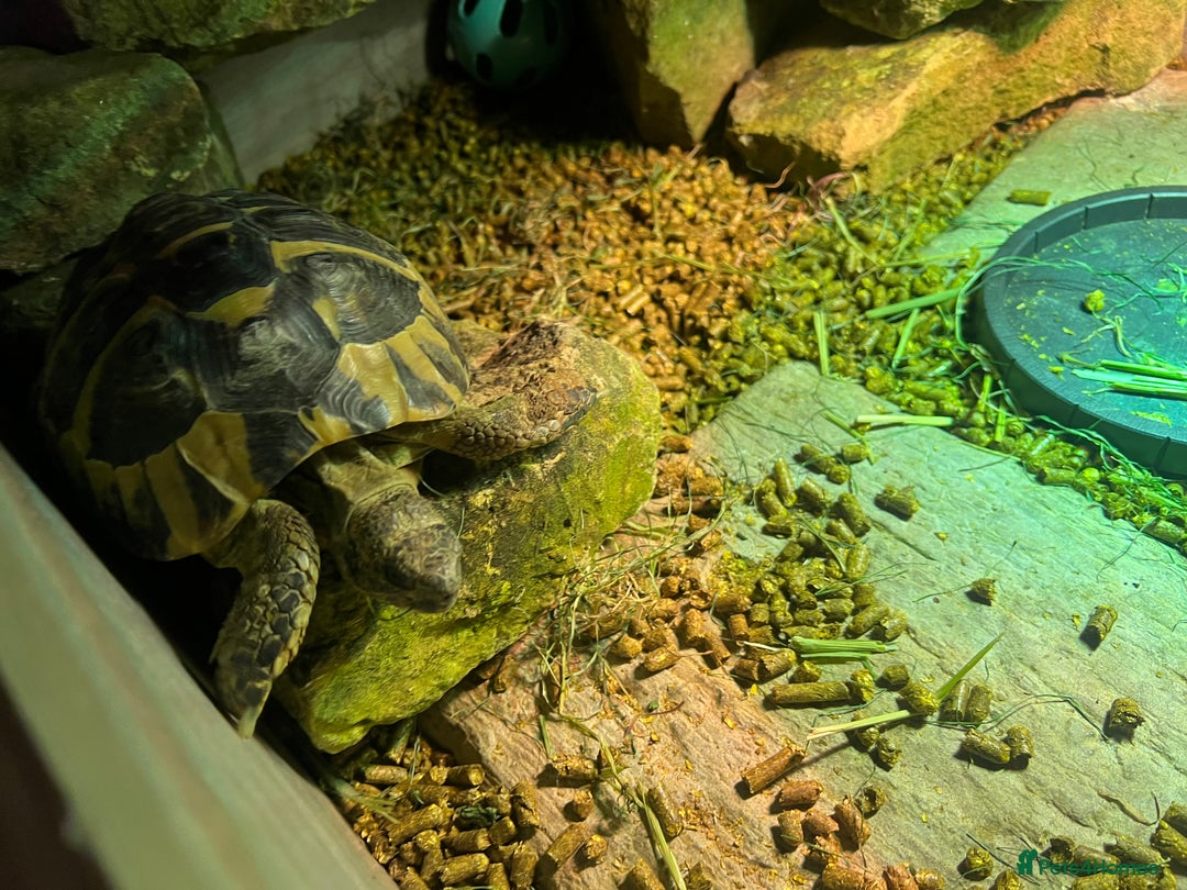 Hermann Tortoise reptiles for sale: 8 Year Old Male Hermann Tortoise - Image 4
