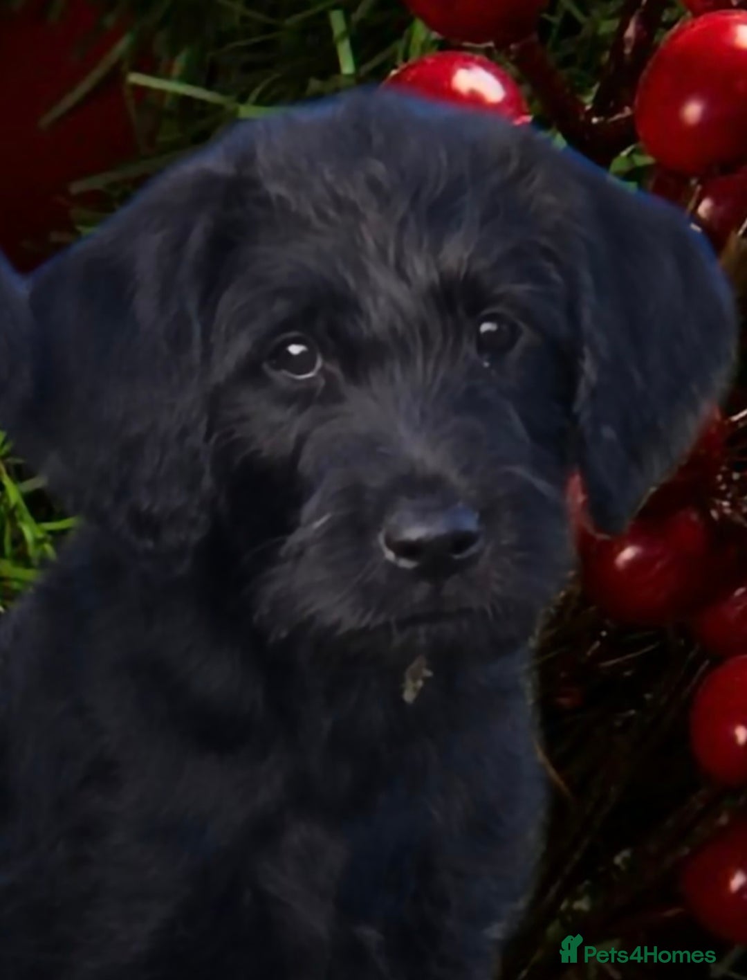 Labradoodle dogs for sale: Only one gorgeous girl left - Advert 1