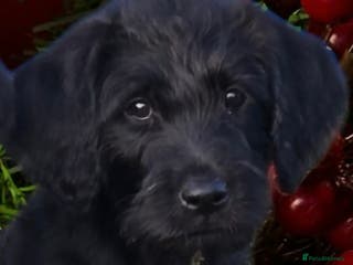 Labradoodle dogs Only one gorgeous girl left - Advert 6