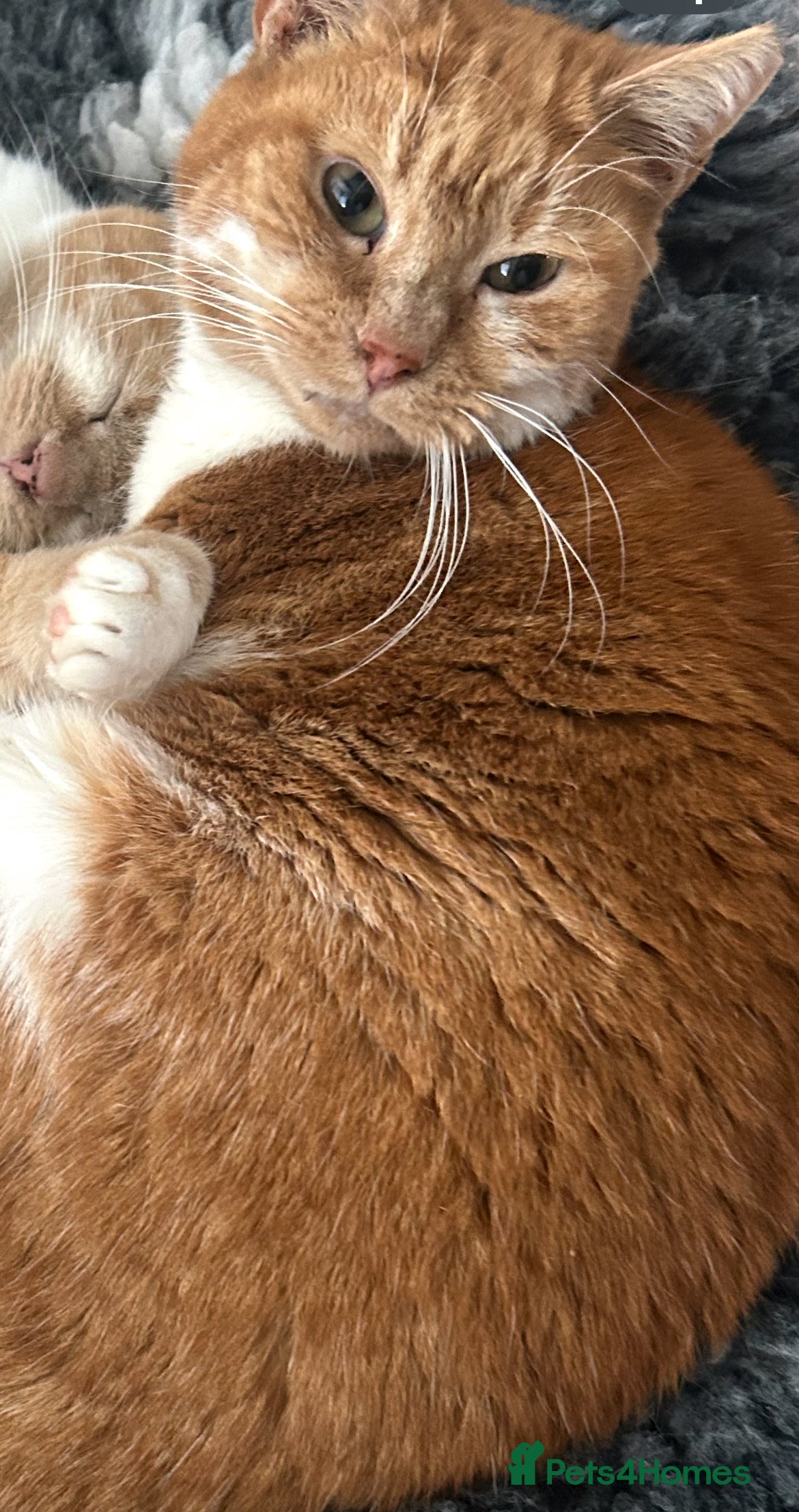 Mixed Breed cats 3 female kittens - Advert 4