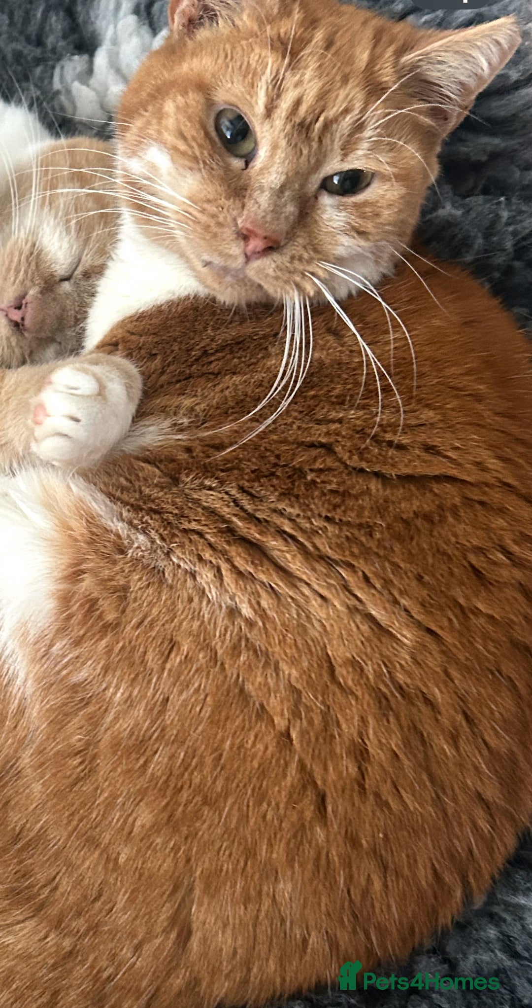 Mixed Breed cats for sale: 3 female kittens - Advert 1