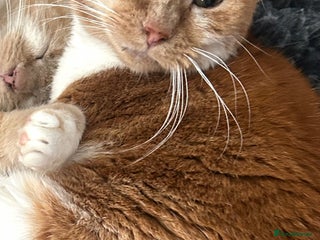 Mixed Breed cats 3 female kittens - Advert 1