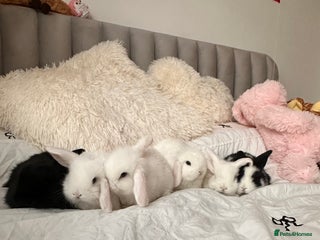 Mini Lop rabbits for sale: Mini lop bunnies for sale! - Advert 1