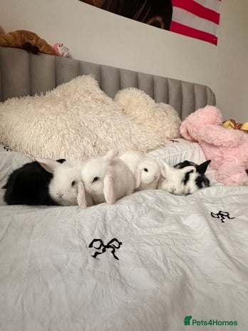 Mini Lop rabbits Mini lop bunnies for sale! - Advert 1